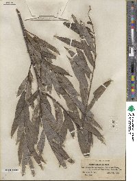 Salix sericea image