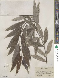 Salix sericea image