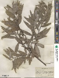 Salix sericea image