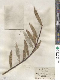 Salix sericea image