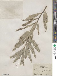 Salix sericea image