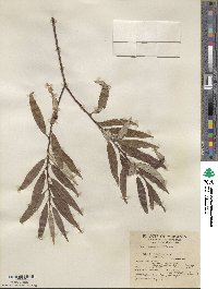 Salix sericea image