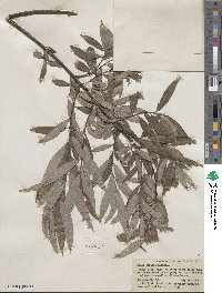 Salix sericea image