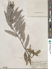 Salix sericea image