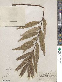 Salix sericea image