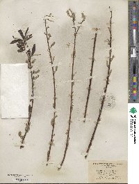 Salix sericea image