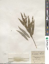 Salix sericea image