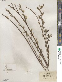 Salix sericea image