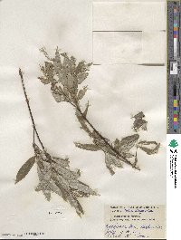 Salix sericea image