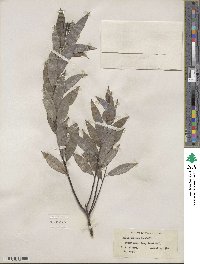 Salix sericea image