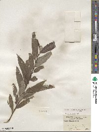 Salix sericea image