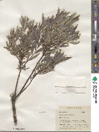 Salix sericea image