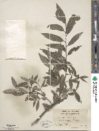 Salix sericea image