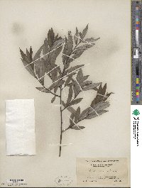 Salix sericea image