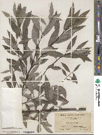 Salix sericea image