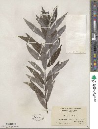 Salix sericea image