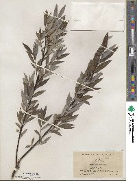 Salix sericea image