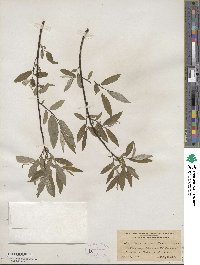 Salix sericea image