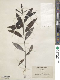 Salix sericea image