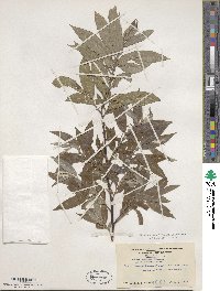 Salix sericea image