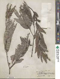 Salix sericea image