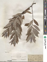 Salix sericea image