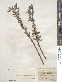 Salix sericea image