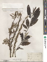 Salix sericea image