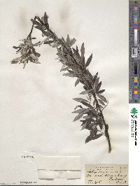 Salix sericea image