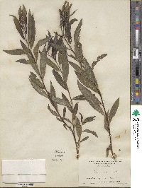 Salix sericea image