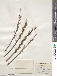 Salix sericea image