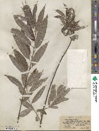 Salix sericea image