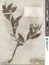 Salix sericea image