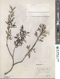 Salix sericea image