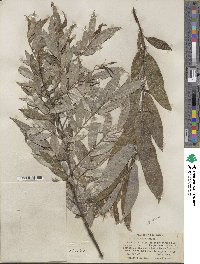 Salix sericea image