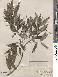 Salix sericea image