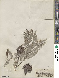 Salix sericea image