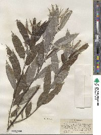 Salix sericea image