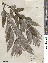 Salix sericea image