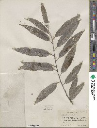 Salix sericea image