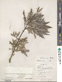 Salix sericea image