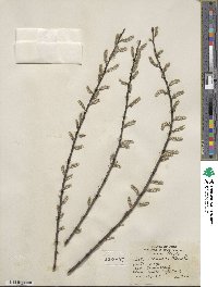 Salix sericea image