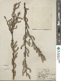 Salix sericea image