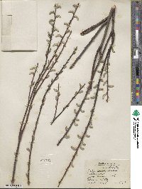 Salix sericea image