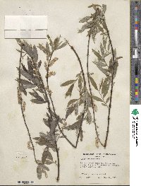 Salix sericea image