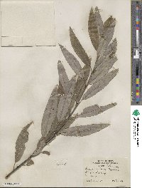 Salix sericea image