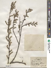 Salix sericea image