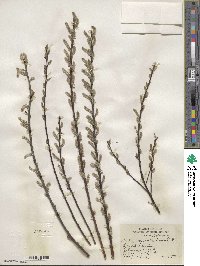 Salix sericea image