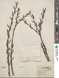 Salix sericea image