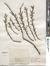 Salix sericea image